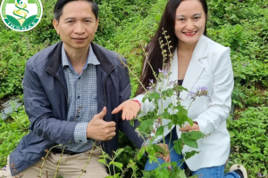Khảo sát thực tế – Nghiệm thu lần 1 của dự án Đan Sâm – Vân Hồ – Sơn La ( vườn dược liệu đan sâm)