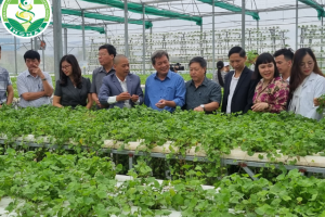 ĐỘI NGŨ CHUYÊN GIA của VIỆN KHOA HỌC ỨNG DỤNG Y DƯỢC PHƯƠNG ĐÔNG – VIỆN INOMAS Thăm farm Dự án rau má Thủy canh và được đài truyền hình tỉnh THÁI BÌNH phỏng vấn