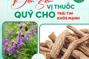 Lễ Xuống Giống Trồng Đan Sâm Tại Vân Hồ: Khởi Đầu Mới Cho Vùng Dược Liệu Sạch Tây Bắc